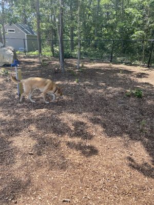Brewster Dog Park