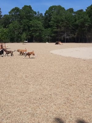 Brewster Dog Park
