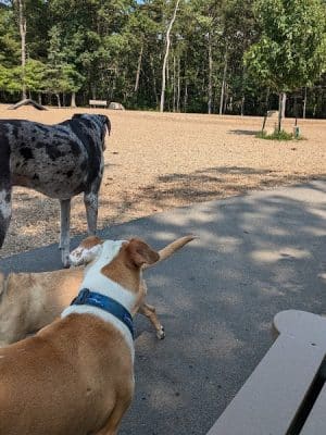 Brewster Dog Park
