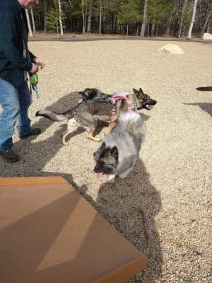 Brewster Dog Park