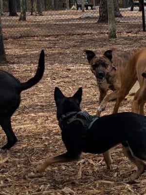 Brewster Dog Park