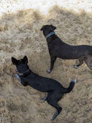 Brewster Dog Park