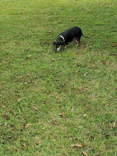 Gordy Dog Park - Brewton, AL