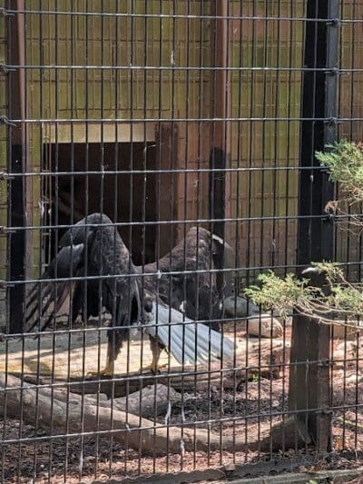 Connecticut's Beardsley Zoo - Bridgeport, CT