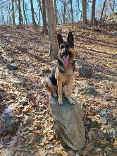 Veteran's Dog Park - Bridgeport, CT