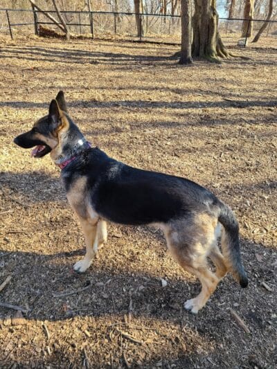 Veteran's Dog Park - Bridgeport, CT
