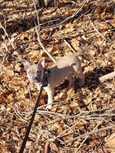 Veteran's Dog Park - Bridgeport, CT