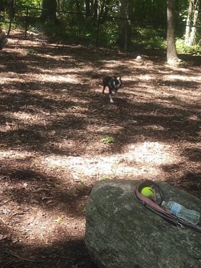 Veteran's Dog Park - Bridgeport, CT
