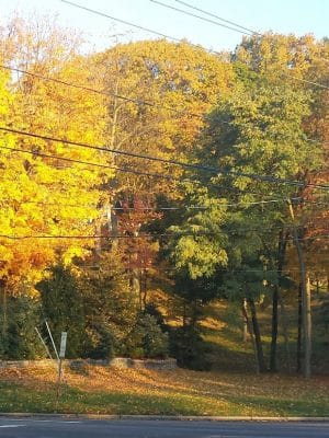 Persimmon Park