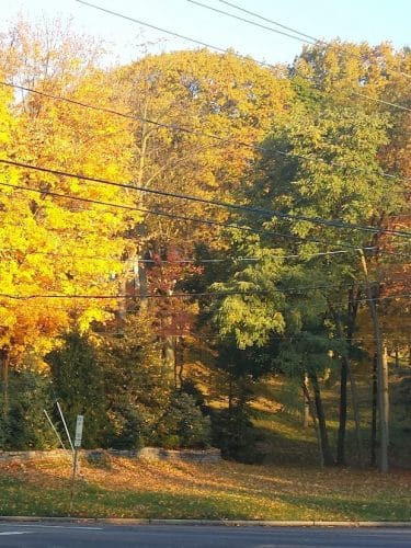 Persimmon Park