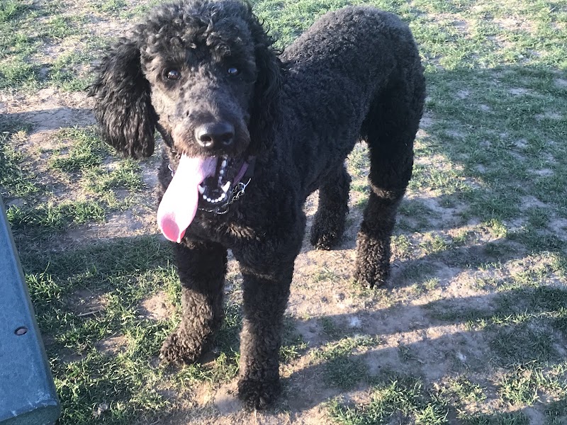 Sweden Dog Park - Brockport, NY