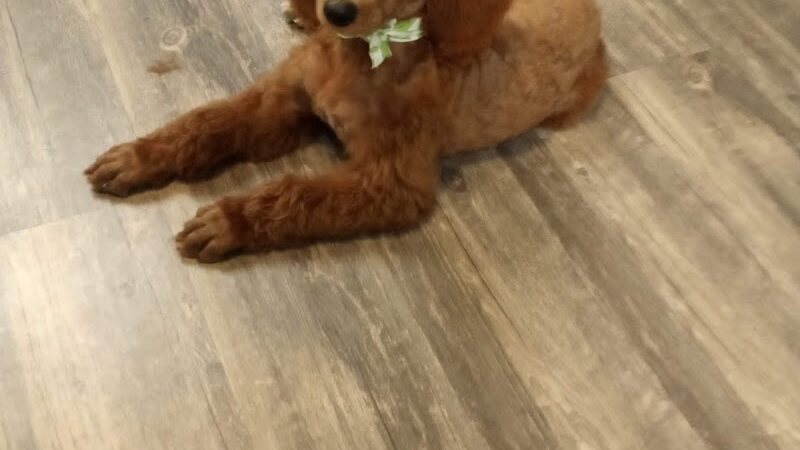 Panda Queens Grooming Salon - Brookeland, TX