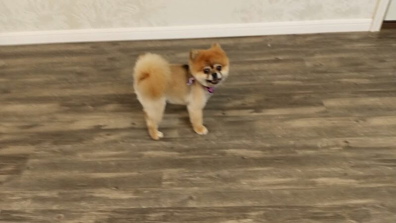 Panda Queens Grooming Salon - Brookeland, TX