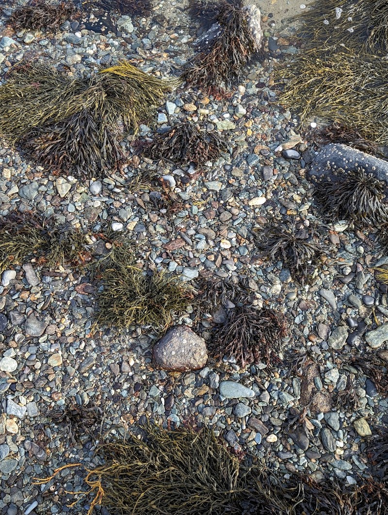 Harriman Point Preserve - Brooklin, ME