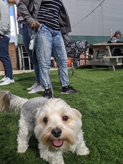 Bark Park - Brooklyn, NY