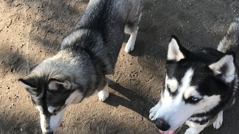 Cobble Hill Dog Park - Brooklyn, NY