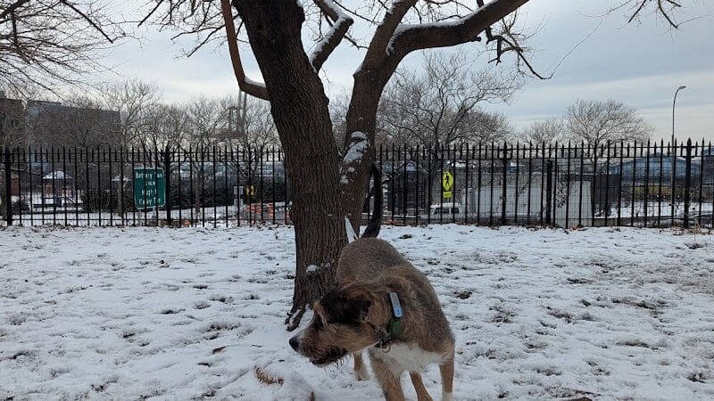 Cobble Hill Dog Park - Brooklyn, NY