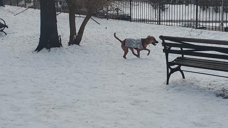 Cobble Hill Dog Park - Brooklyn, NY