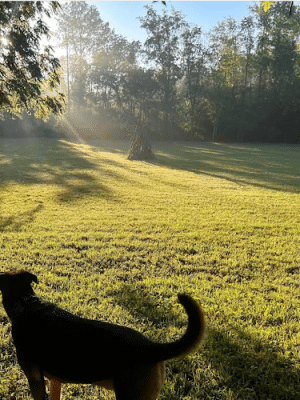 Bonny's 10 Acre Partially Fenced Private Dog Park In Brownsburg