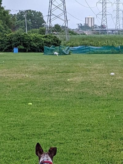 Happy Tails Dog Park - Buffalo Grove - Buffalo Grove, IL