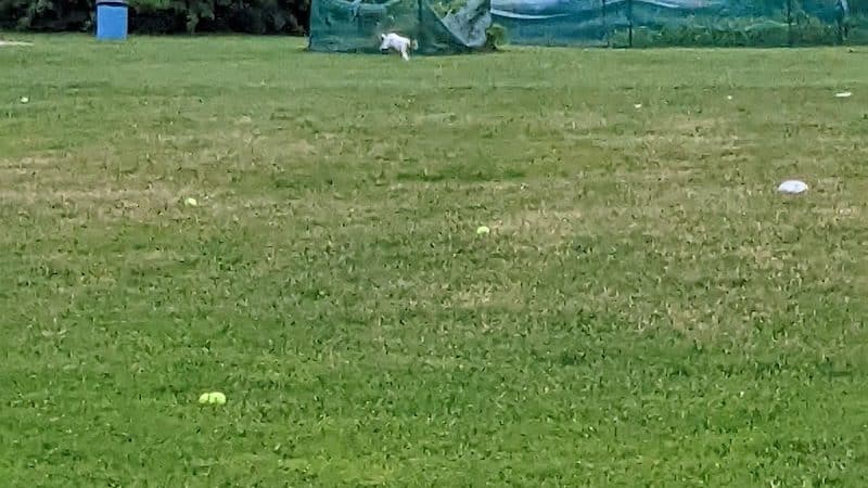 Happy Tails Dog Park - Buffalo Grove - Buffalo Grove, IL