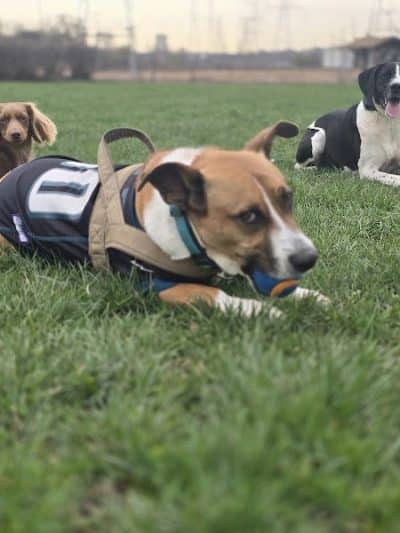 Happy Tails Dog Park - Buffalo Grove - Buffalo Grove, IL