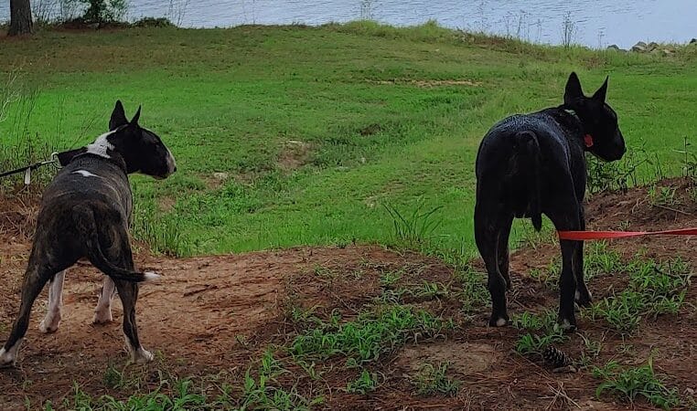 Sam Forse Collins Recreation Area - Burkeville, TX