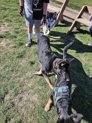 Burlington Regional Dog Park