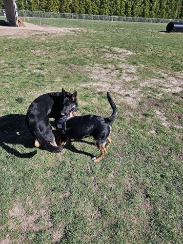 Burlington Regional Dog Park