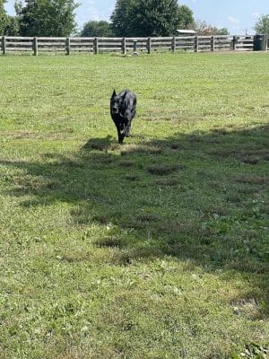 Boone County Dog Park