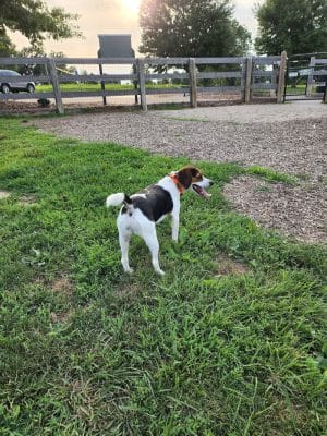 Boone County Dog Park