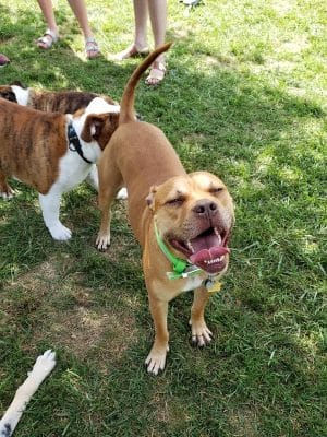 Boone County Dog Park