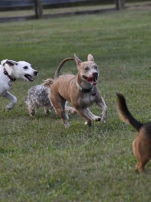 Boone County Dog Park