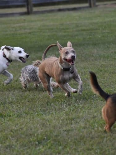 Boone County Dog Park
