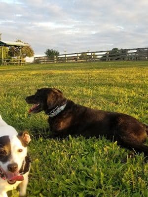 Boone County Dog Park