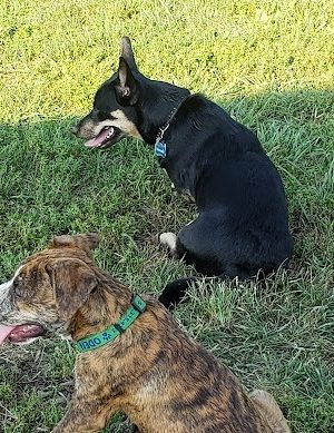 Boone County Dog Park
