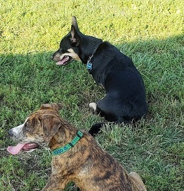 Boone County Dog Park