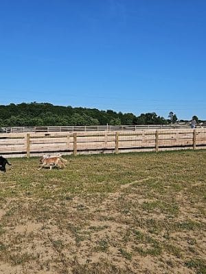 Idlewild Dog Park