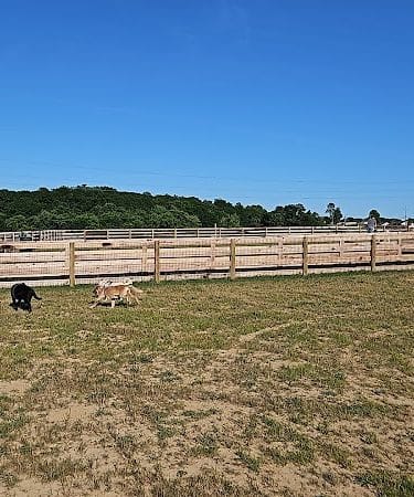Idlewild Dog Park