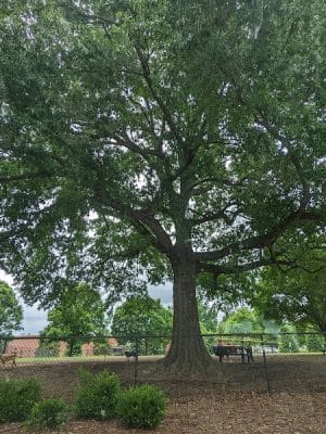 Jiggs Askew Memorial Park