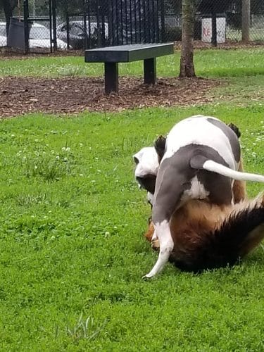 Jiggs Askew Memorial Park