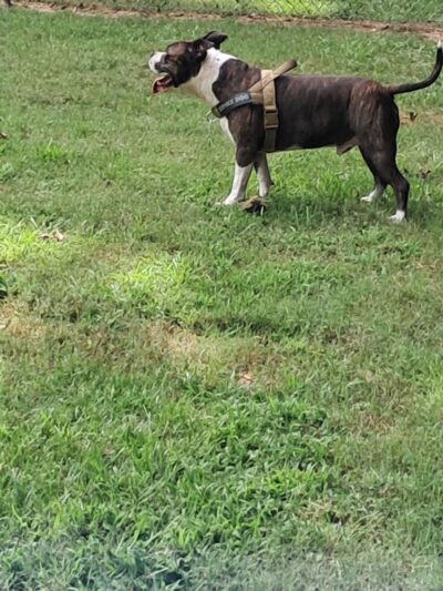 Kerr Station Park - Cabot, AR