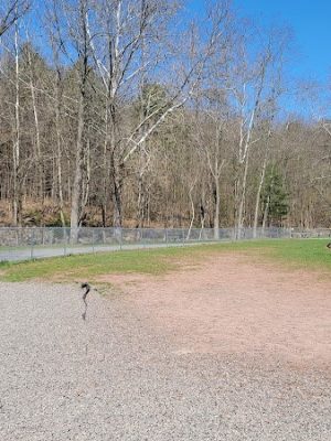 Cairo Dog Park