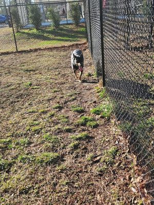 Dog Park and Tennis Court