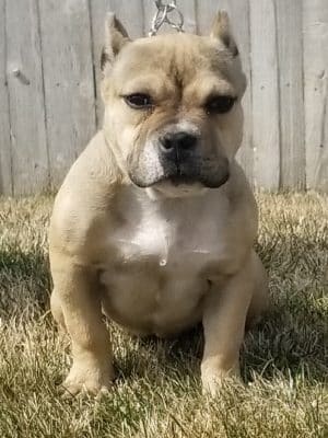 Centennial Dog Park
