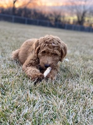 Centennial Dog Park