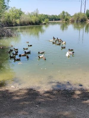 Centennial Dog Park