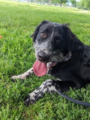 Centennial Dog Park