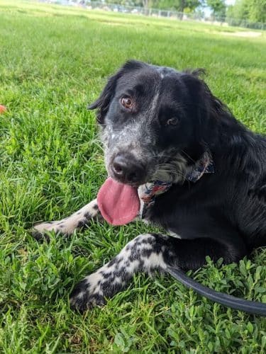 Centennial Dog Park