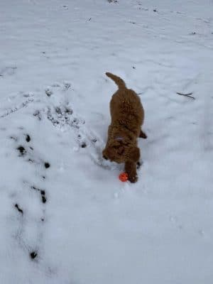 Centennial Dog Park